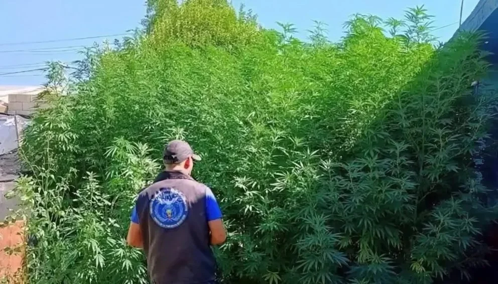 Descubrieron en Santa Rosa una plantación de marihuana
