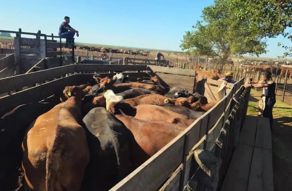 El dueño del feedlot allanado negó la estafa y cuestionó el secuestro del ganado que hoy está en San Luis
