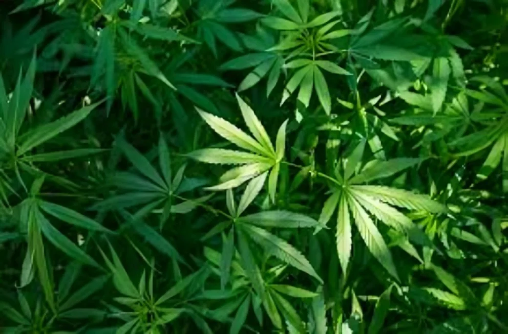 Le usurparon un campo, se comieron 52 vacas y le cambiaron la siembra de maíz por una de marihuana.
