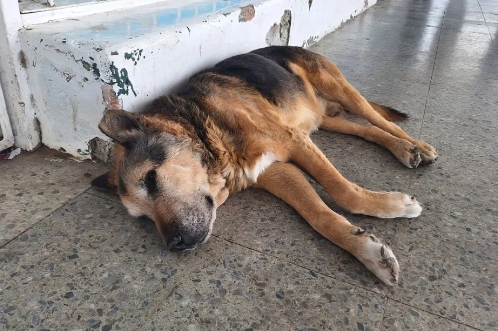 El perro más querido de San Luis necesita ayuda: Cabezón atraviesa un tratamiento por problemas renales
