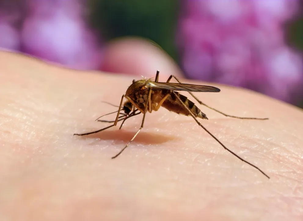 Alerta por el aumento de casos de chikungunya
