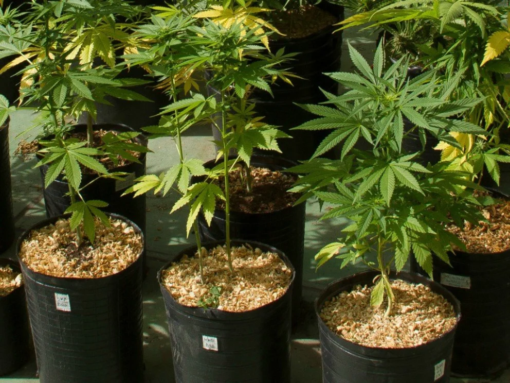 Caminaba por una vereda y le cayó encima una maceta con una planta de marihuana
