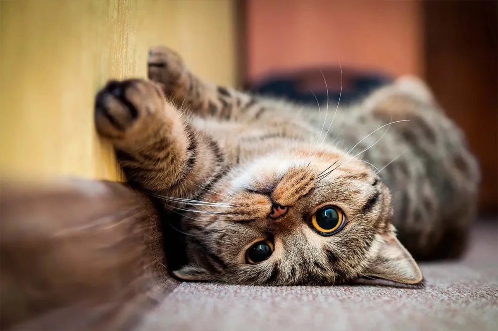 Denunciaron a un joven de 27 años por adoptar, torturar y asesinar a 16 gatos en Recoleta
