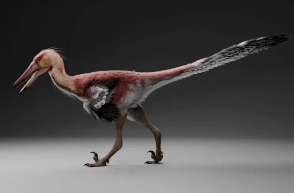 Histórico: hallan una nueva especie de dinosaurio raptor en Santa Cruz
