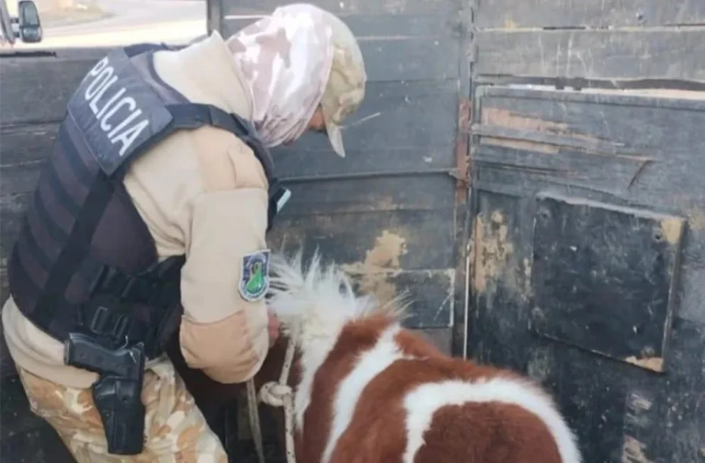 Insólito: se robó un poni en Mendoza y lo puso a la venta por internet
