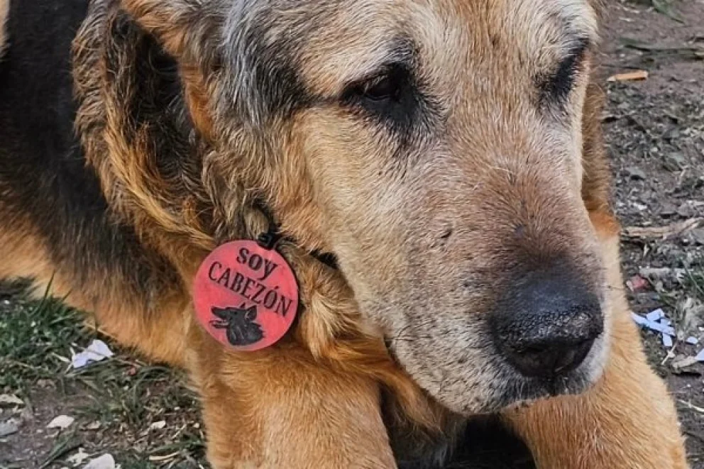 El sentido último adiós a Cabezón, el perro que se ganó el corazón de todo San Luis
