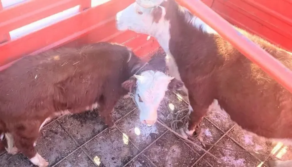 Fue detenido con una vaca y dos terneros que le robaron a un vecino
