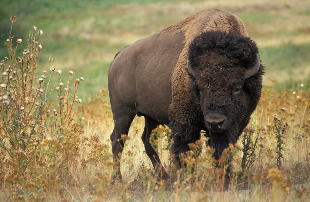 Un bisonte de 900 kilos atacó a un turista