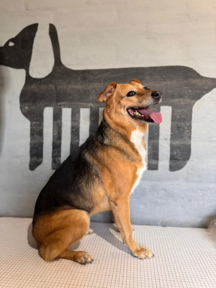Día Mundial del Perro: por qué se celebra cada 21 de julio y cómo hacer feliz a tu perro
