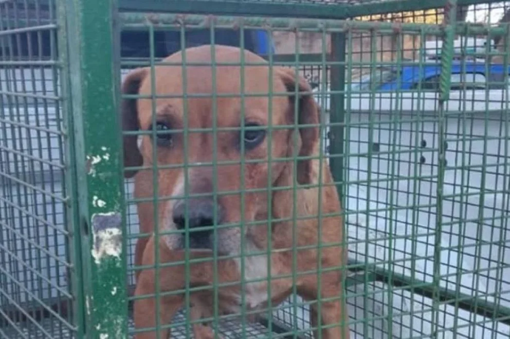 Imputaron al dueño del perro que mató a un niño en Córdoba
