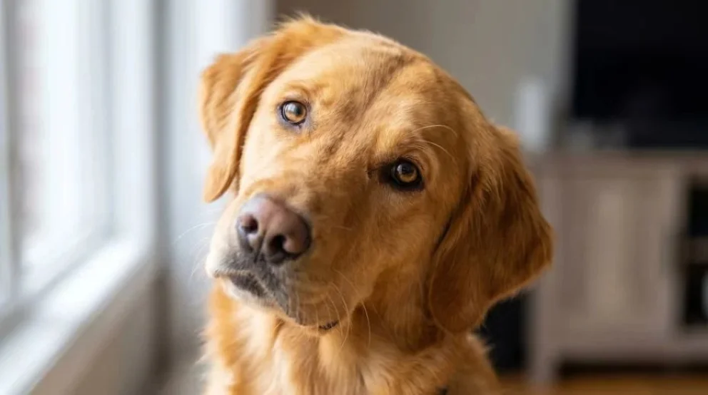 DNI obligatorio para perros y gatos.