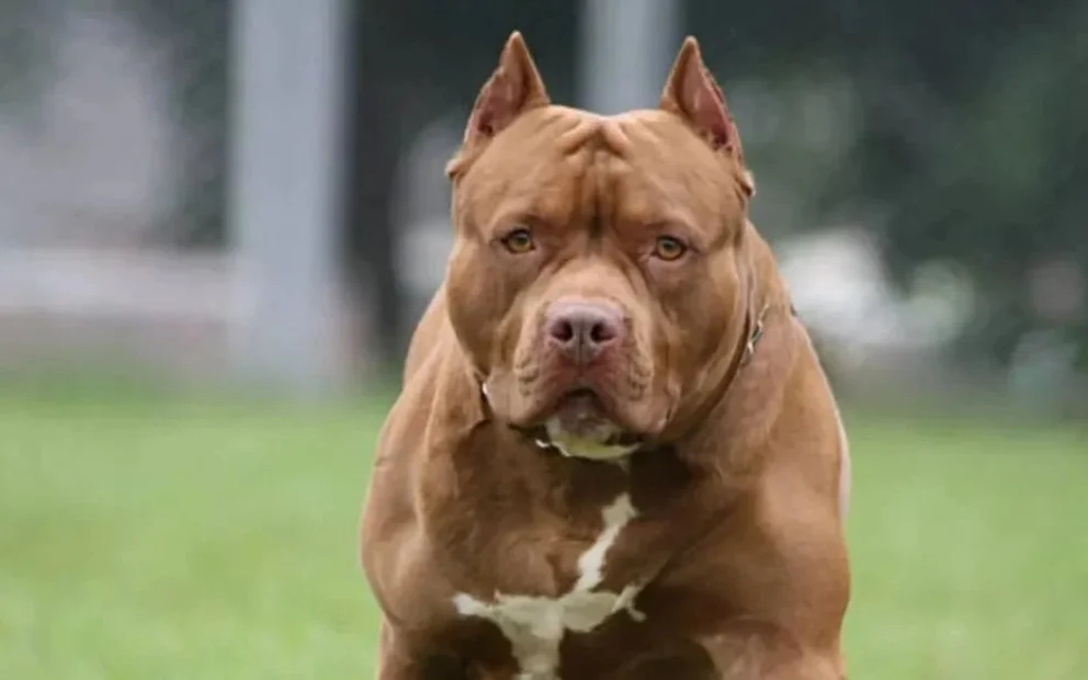 Córdoba: imputaron a dos personas por la muerte de un niño atacado por un pitbull

