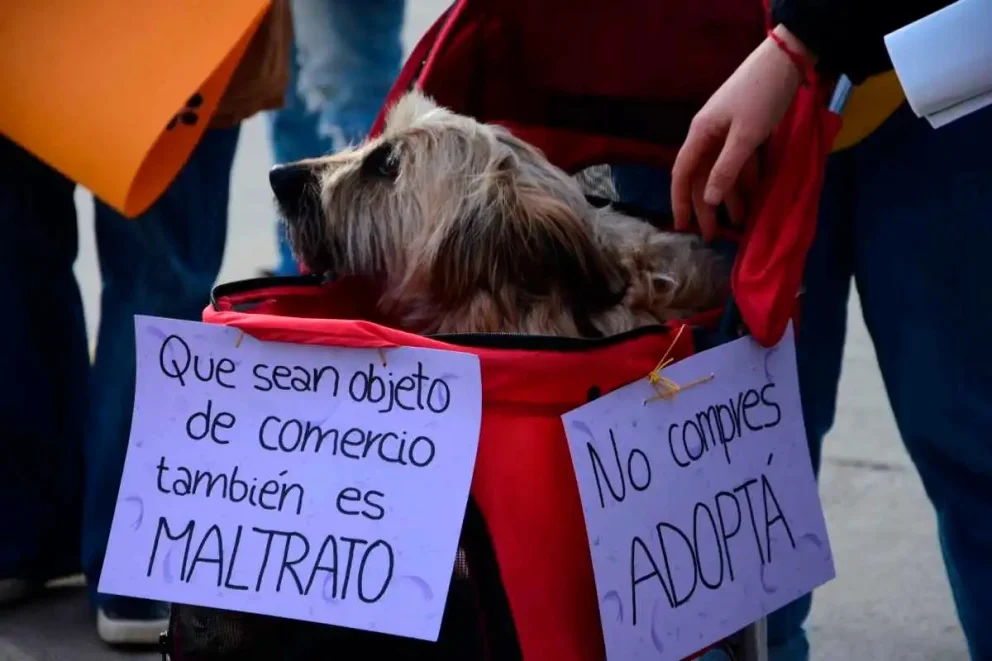 Se movilizaron en Villa Mercedes contra el maltrato animal y reclamaron penas más severas
