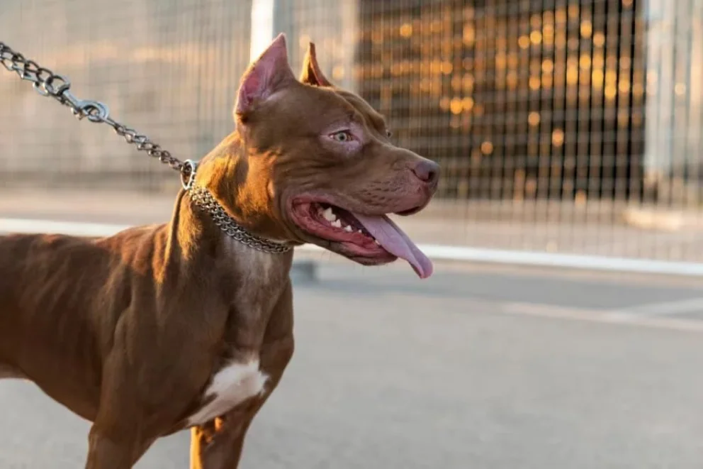 Murió una beba de cuatro meses tras ser atacada por un pitbull
