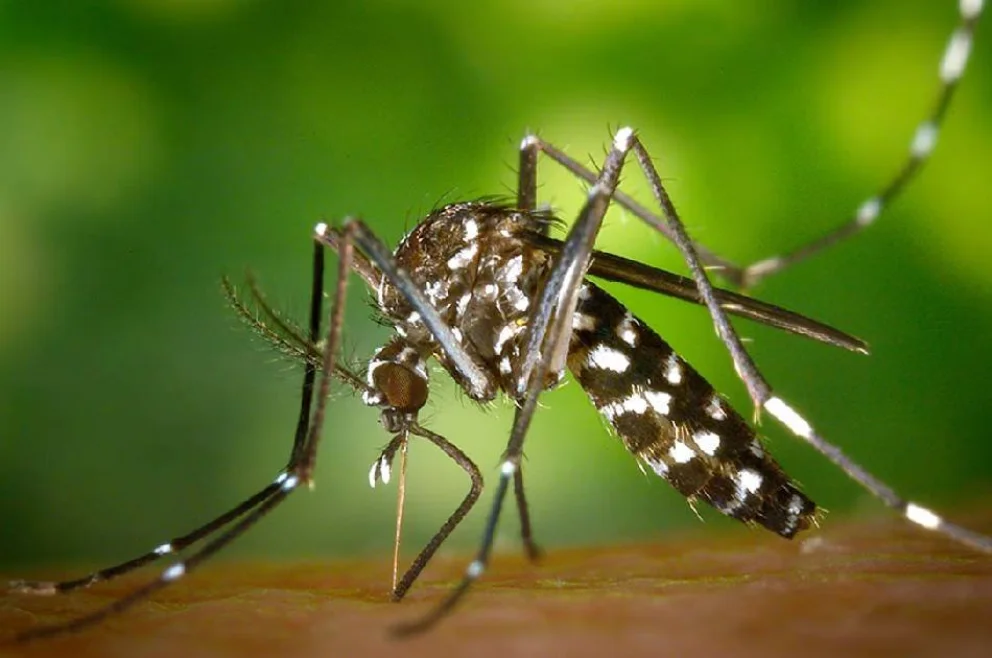 Argentinos avanzan en una vacuna para combatir dengue, Zika, chikungunya y fiebre amarilla
