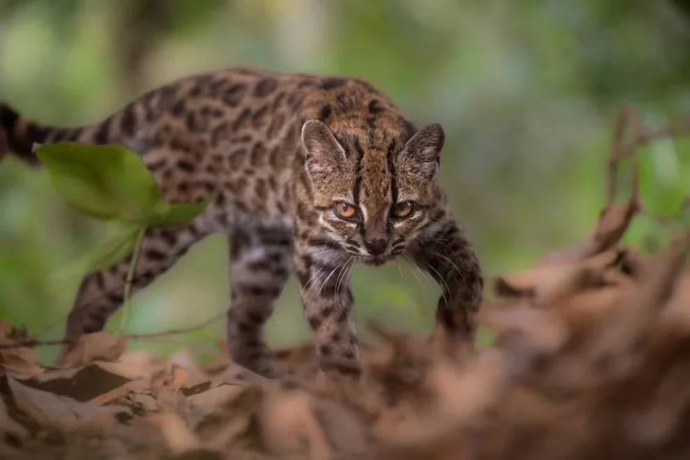 Los habitantes lo habían denominado Tilcayo